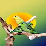 Cover Image of Baixar Birds Memory Free Game 1.5 APK