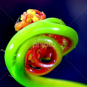 by Koento Birowo - Nature Up Close Other Natural Objects