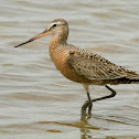 Long billed dowitcher