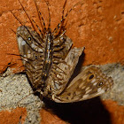 House centipede vs. Hackberry emperor