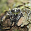 Giant Lichen Orbweaver