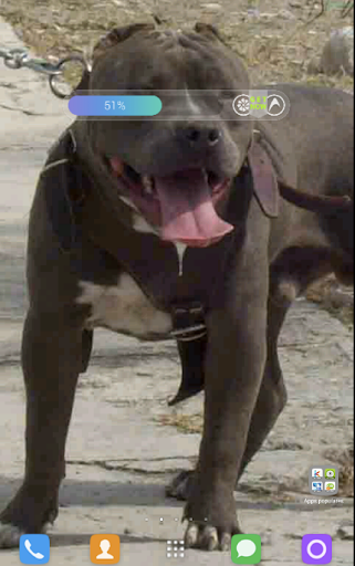 Pitbull Wallpapers