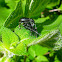 Broad-nosed weevils mating