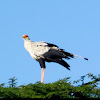 Secretarybird