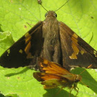 Silver-spotted Skipper and another Skipper