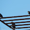 Starling & Spotless Starling; Estornino Pinto & Negro