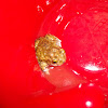 Couch's spadefoot toad
