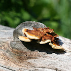 Velvet-top Fungus