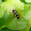 Wasp-mimic long horned beetle