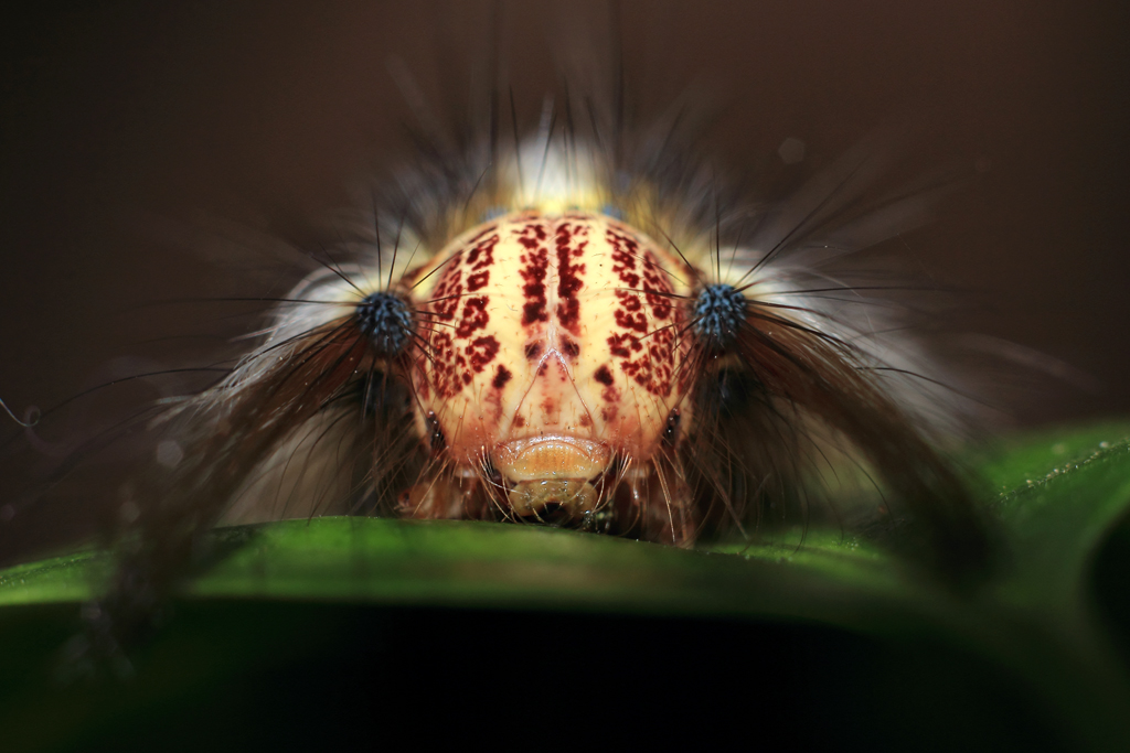 Yellow hairy caterpillar