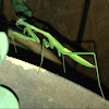 Praying Mantis