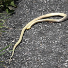 Grass Snake