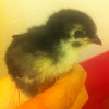 5 day old black australorp chick