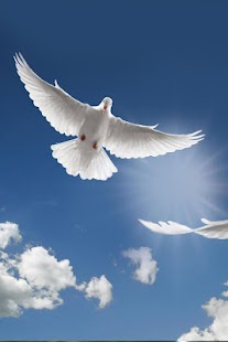 Birds Wallpaper Screenshots 22