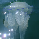 Acéfalo azul. Jellyfish