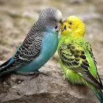 Cover Image of Download Colorful Birds Pictures 2.5 APK