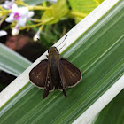 skipper butterfly