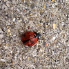 Lady Bug