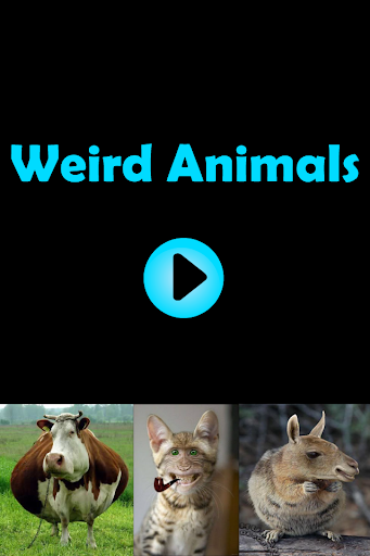 Weird Animals