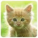 Cats Memory Game
