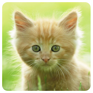 Cats Memory Game logo