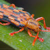 Leaf mining beetle