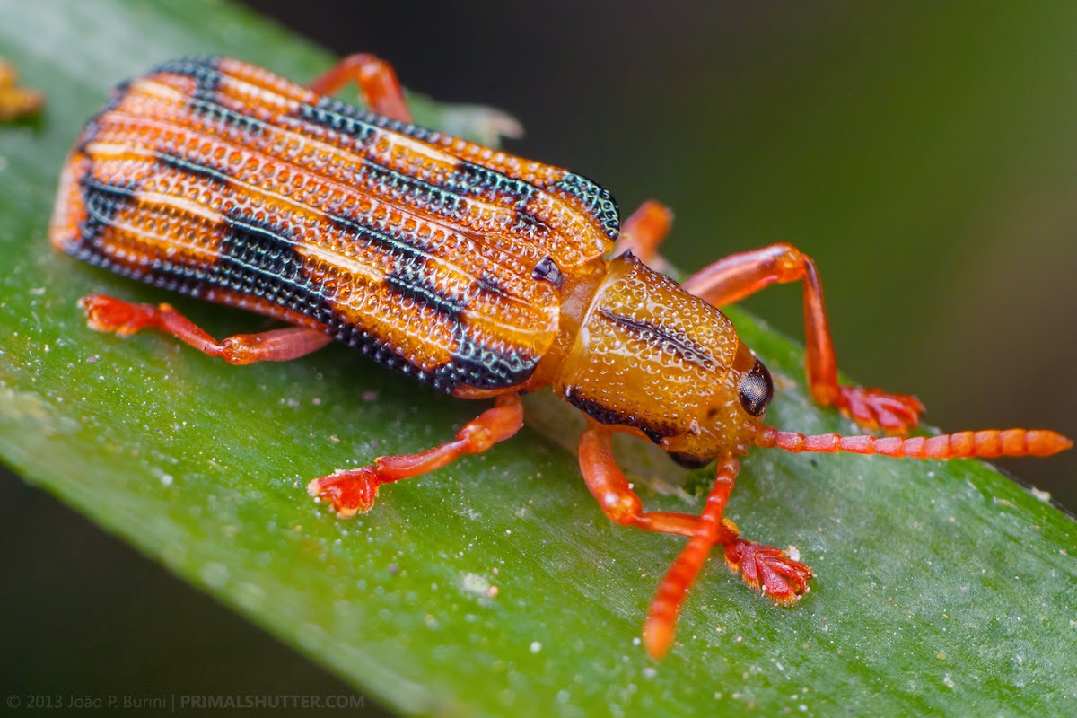 Leaf mining beetle