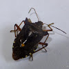 Forest shield bug
