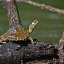 Pascagoula Map Turtle