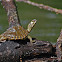 Pascagoula Map Turtle