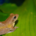 Gray Foam Nest Tree Frog