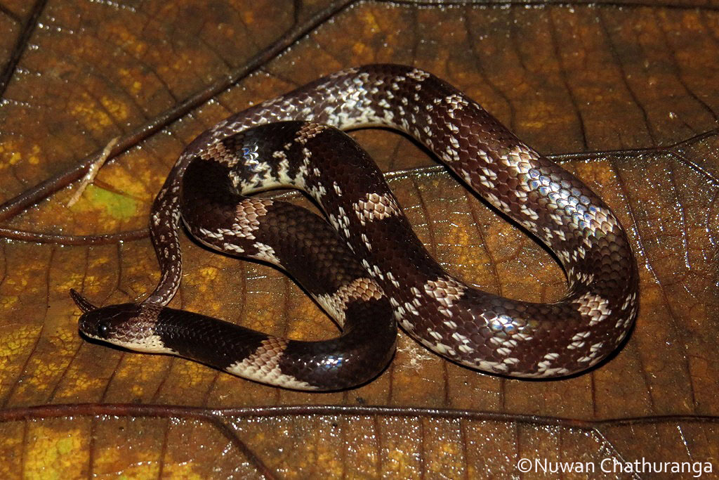 Barred Wolf Snake