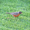 American Robin