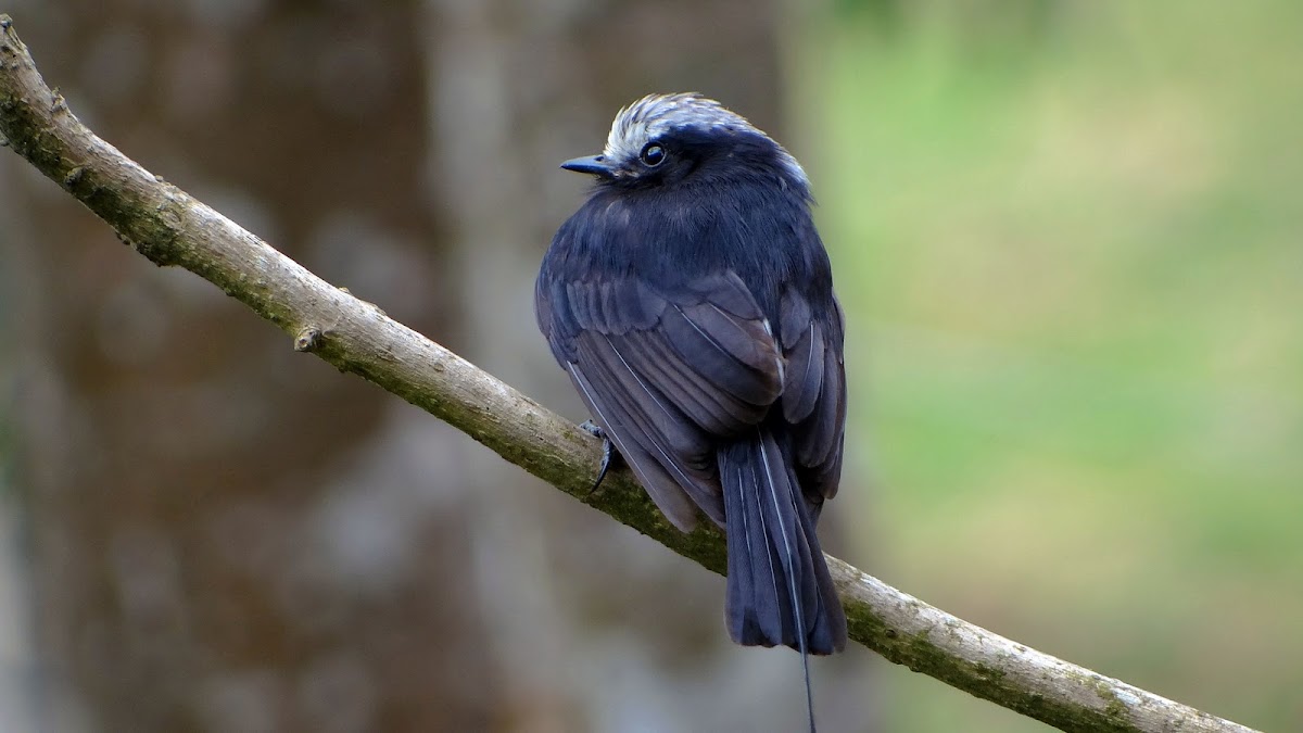 Long-tailed Tyrant