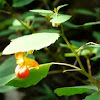 Jewelweed