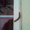 Forest tent caterpillar