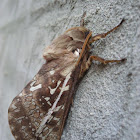 Swift Moth