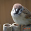 麻雀 / Eurasian Tree Sparrow