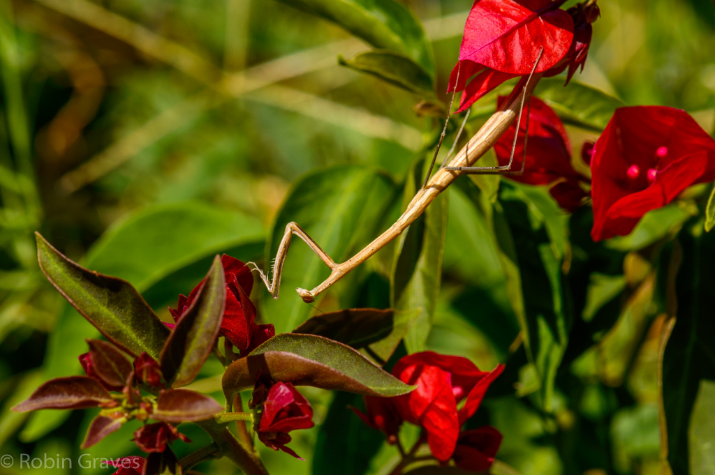 Praying Mantis