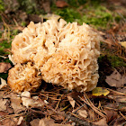 Cauliflower mushroom