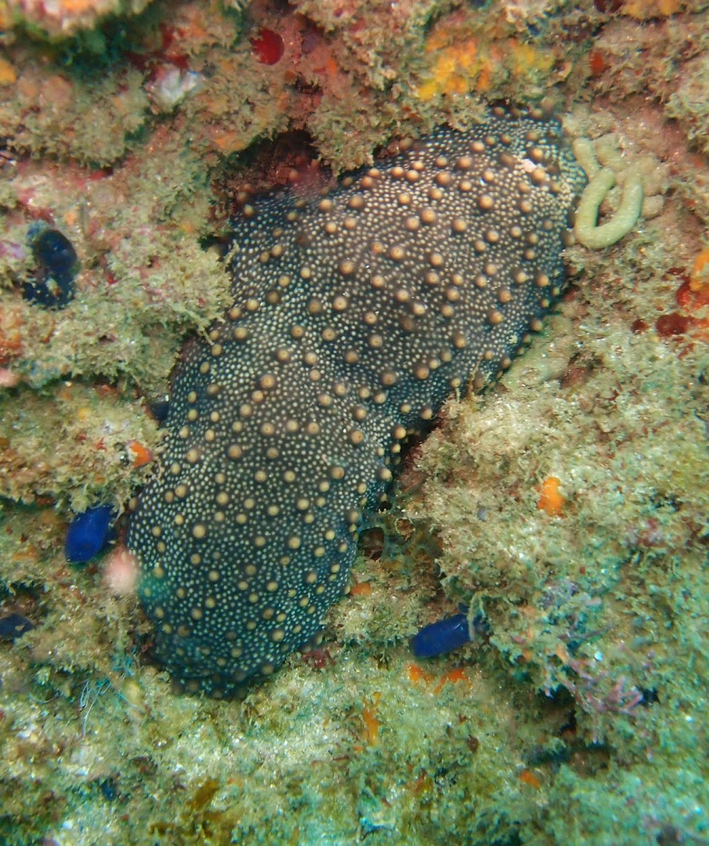 Brown Sea Cucumber