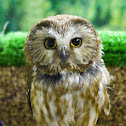 Northern Saw-whet Owl