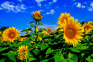 Warmth  by John Forrant - Flowers Flowers in the Wild