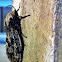 Locust Borer or Carpenterworm Moth