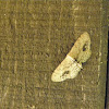 Single-dotted Wave Moth