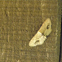 Single-dotted Wave Moth