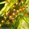 European garden spiderlings