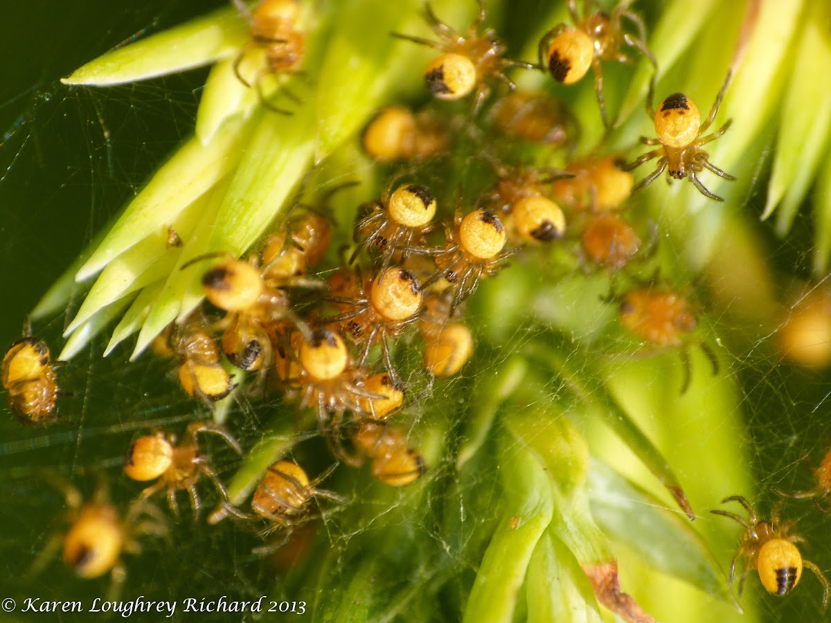 European garden spiderlings