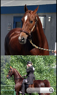 Horse Breeds: Types of Horse Screenshots 12