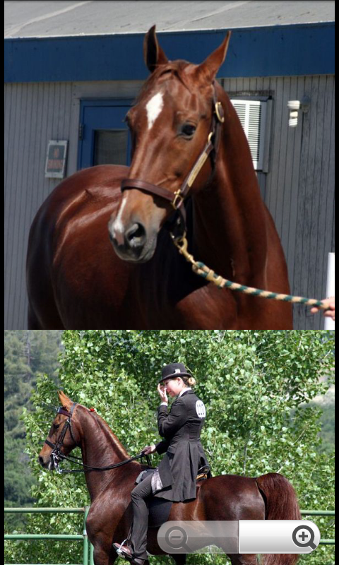 Horse Breeds: Types of Horse Screen 3